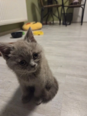 Brittish shorthair  - imagine 4