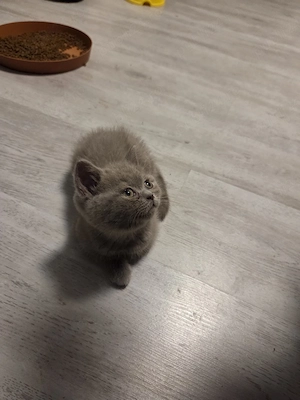 British shorthair blue - imagine 2