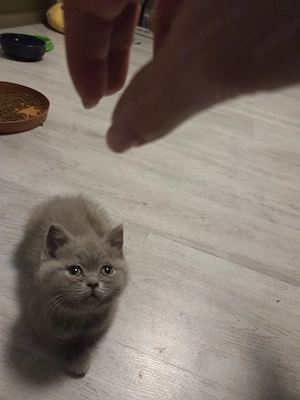British shorthair 