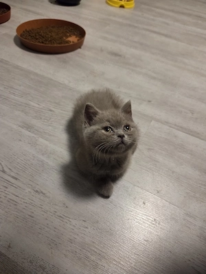British shorthair blue - imagine 4