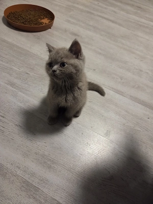 British shorthair 