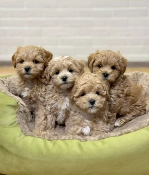 Maltipoo Apricot Băieți și Fata