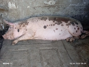 Vînd trei purcele între 90 și 110 kg - imagine 2