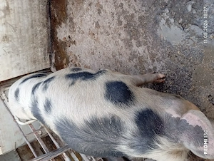 Vînd scroafâ  în jur de 200 kg
