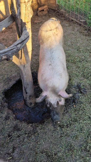 Scroafa gestanta, gata sa fete, Landrace - imagine 2