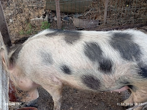 Vînd o purcea 140 150kg
