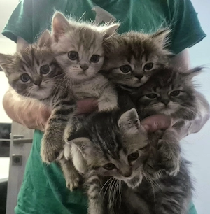 Pisici British shorthair longhair