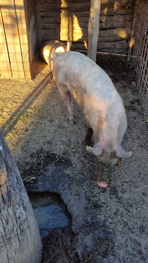 Porci castrati Landrace 70 kg - imagine 2