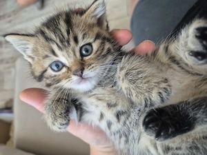 Pisici British shorthair longhair - imagine 10