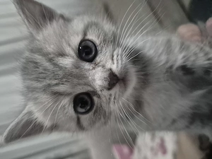 Pisici British shorthair longhair - imagine 6