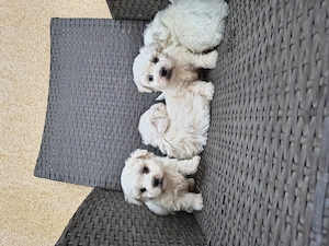 Căței Bichon Bologneze  - imagine 3