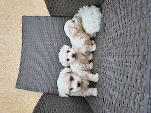 Căței Bichon Bologneze  - imagine 4