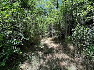 Teren Padure 6857 mp. intravilan Com Bujoreni-Valcea - imagine 4