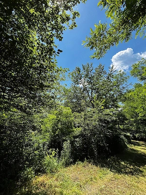 Teren Padure 6857 mp. intravilan Com Bujoreni-Valcea - imagine 7