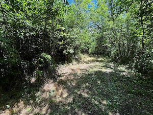 Teren Padure 6857 mp. intravilan Com Bujoreni-Valcea - imagine 2