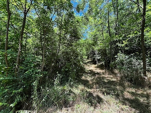 Teren Padure 6857 mp. intravilan Com Bujoreni-Valcea - imagine 5