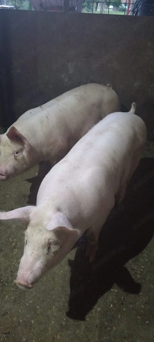 Porci, 80-130 kg