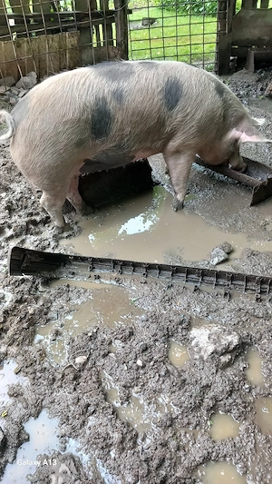 vînd un porc - imagine 3
