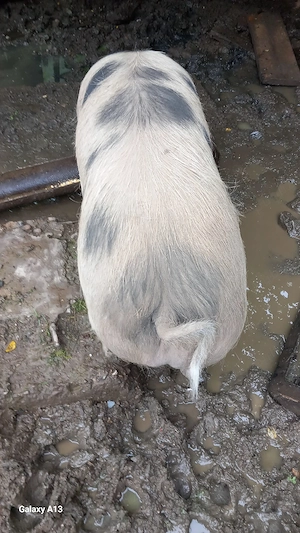 vînd un porc