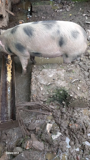 vînd un porc