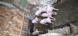 7 purcele de vanzare