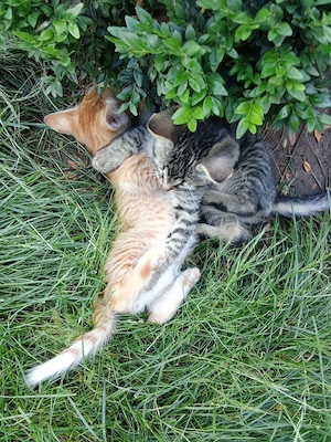Ofer spre adopție 