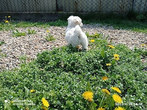 Vand puiuti de bichon maltez   - imagine 2