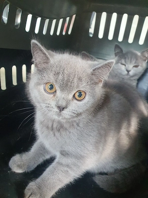 Pisoiași British shorthair blue  - imagine 2