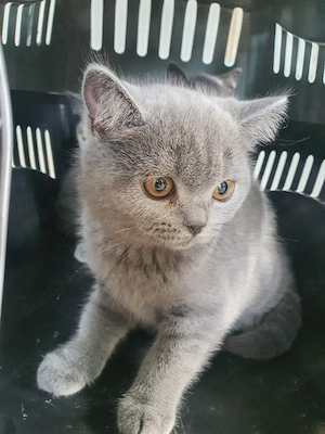 Pisoiași British shorthair blue 