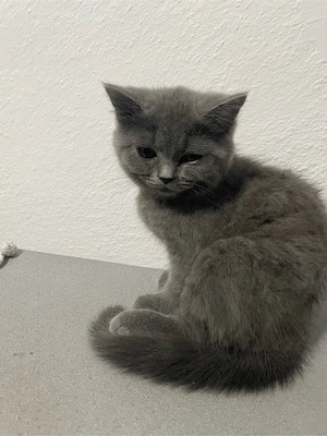 Pisicuță superba British Shorthair - imagine 2