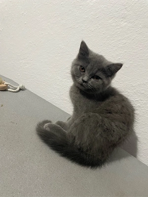 Pisicuță superba British Shorthair