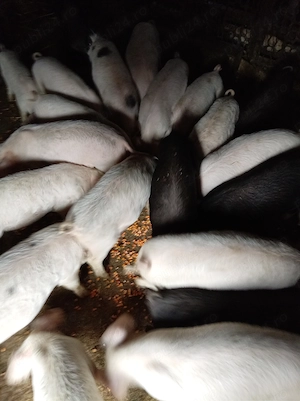 Purcei de vinzare