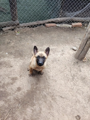 Ciobănesc belgian malinois de vanzare