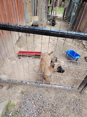 Ciobănesc belgian malinois de vanzare - imagine 3
