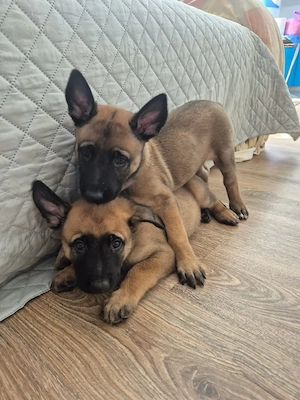 Pui Belgian Malinois cu pedigree FCI, vaccinati si deparazitați 