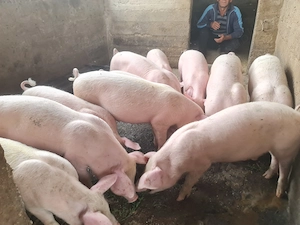 Purcei, grasuni foarte frumoși rasa Pik - imagine 2