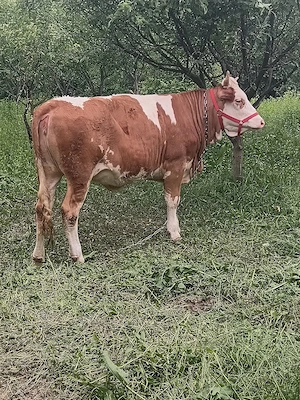 pret fix junca bălțată romaneasca gestanta