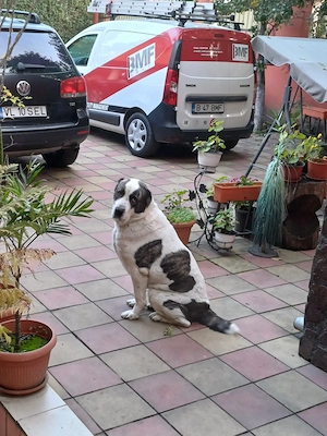 Vand Alabai Cățea,vărsta 3 ani si jumatate,nesterilizată