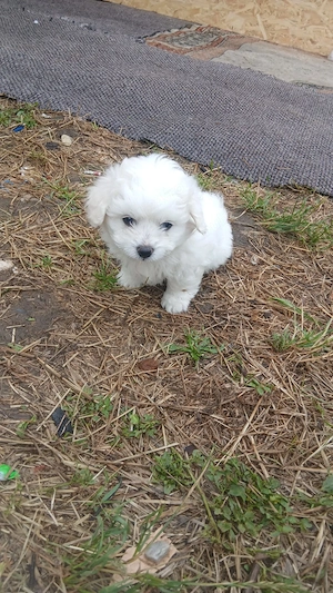 Bichon maltez 7 saptamani - imagine 2