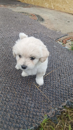 Vând  cățelușă bichon maltez 7 săptămânii  - imagine 2