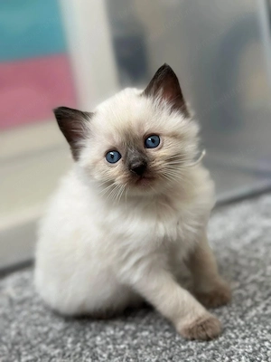 Fetita și baietel ragdoll