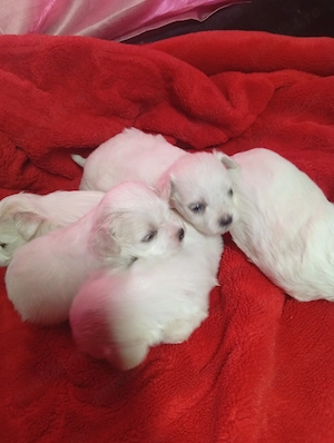 Bichon maltez minitoy  - imagine 4