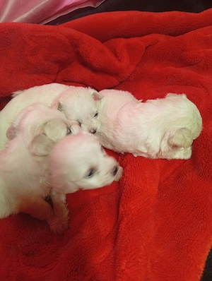 Bichon maltez minitoy  - imagine 5