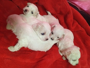 Bichon maltez minitoy  - imagine 2