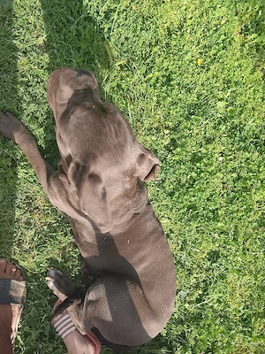 vand cane corso italiano  - imagine 4