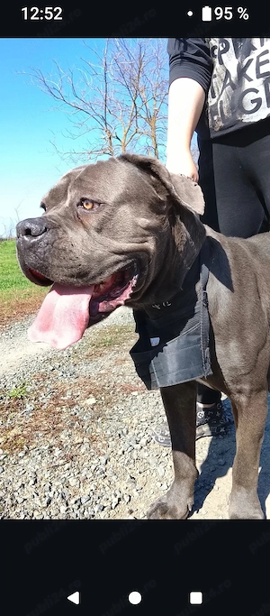 vand cane corso italiano  - imagine 3