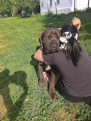 vand cane corso italiano  - imagine 5