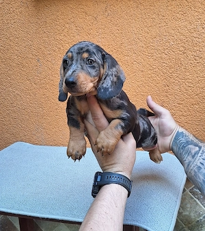 Căței teckel (arlequin).