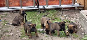 Vand catele rasa Malinois  - imagine 2