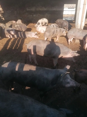 Vând porci mari pt sacrificat  - imagine 4